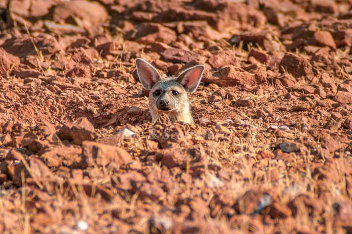Small antelope on desert stones